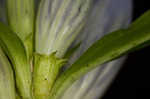 Showy gentian